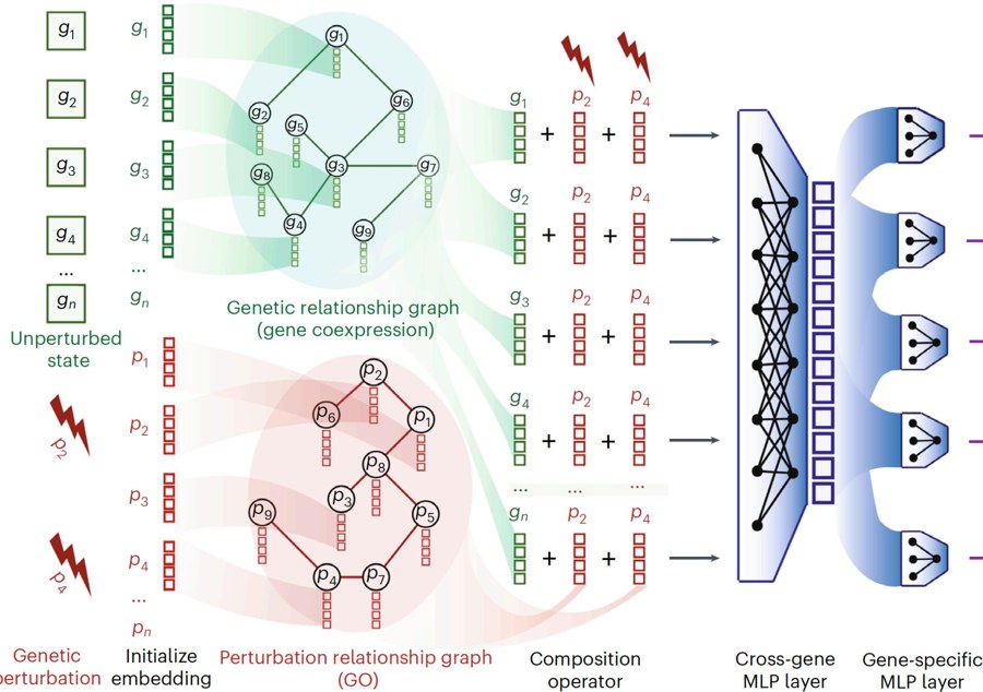 GEARS: gene embeddings meet G_gene, perturbation embeddings meet G_pert, then composition predicts expression