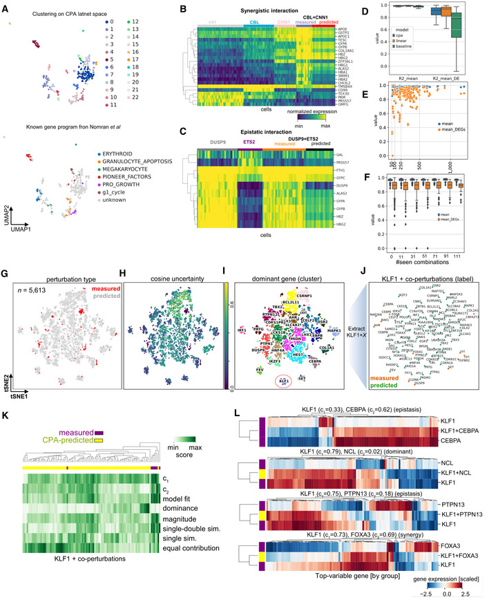 CPA latent space (UMAP = a 2D projection of the latent space for visualization), synergistic and epistatic interaction heatmaps, and in silico perturbation predictions vs measured