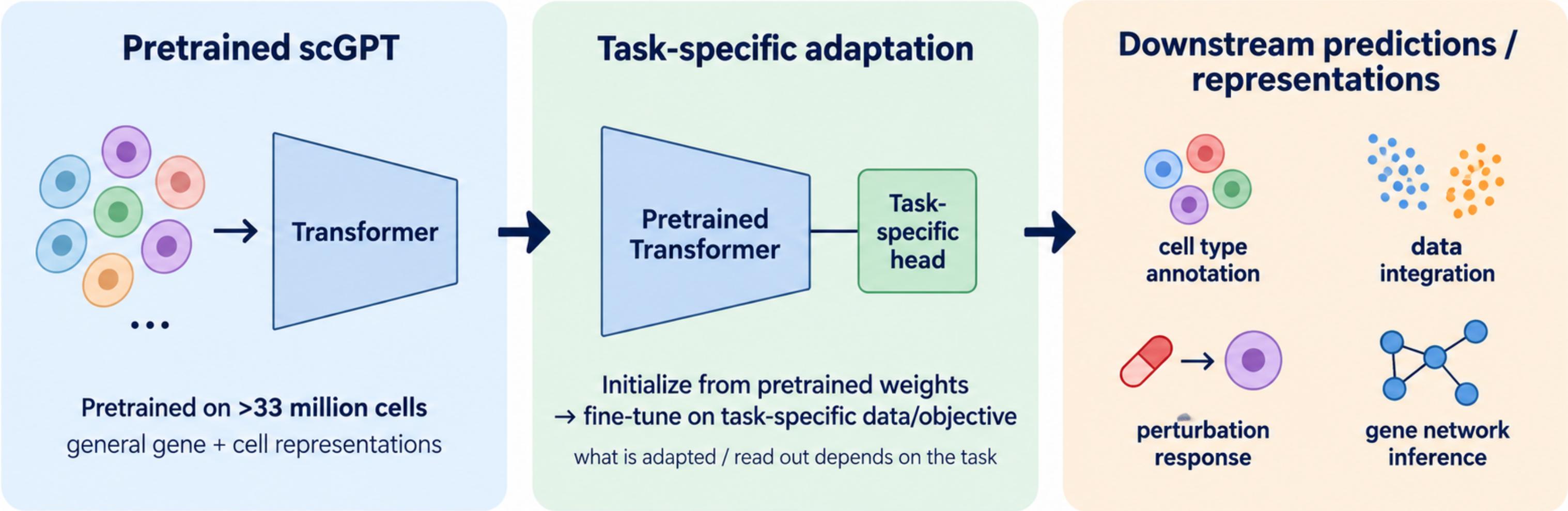 From pretrained scGPT to downstream tasks: pretrained transformer, task-specific head, fine-tuning
