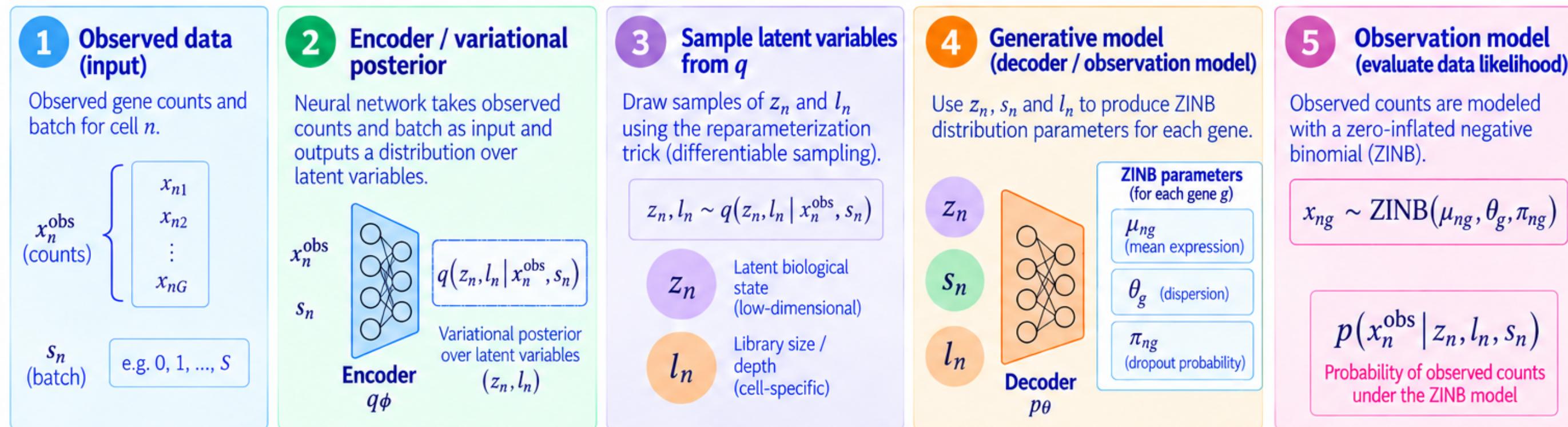 ELBO objective diagram: observed data, encoder, sampling, decoder, ZINB likelihood