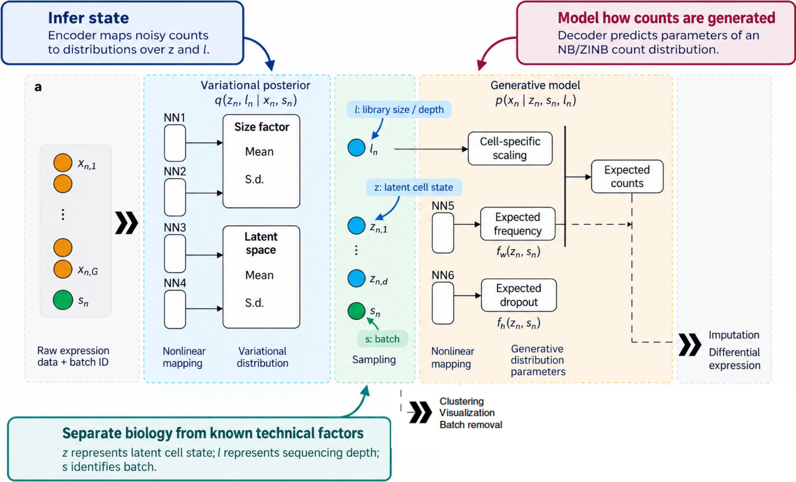scVI architecture from the lecture: encoder, variational posterior, sampling, generative model, downstream tasks