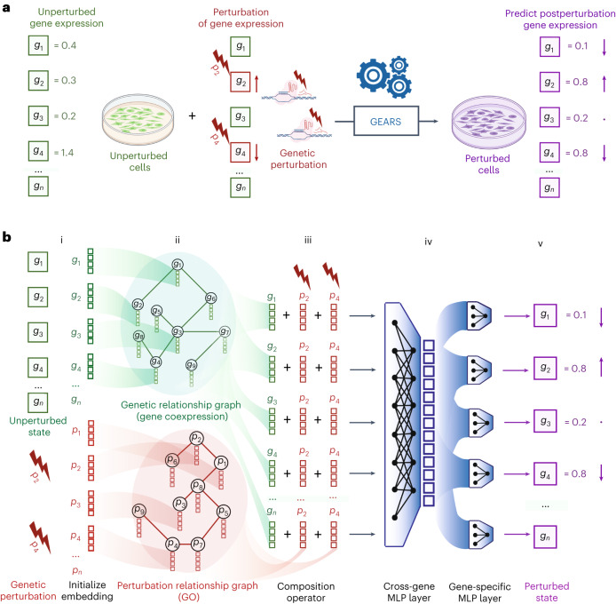 GEARS model: gene and perturbation embeddings combined through knowledge-graph GNN to predict post-perturbation expression